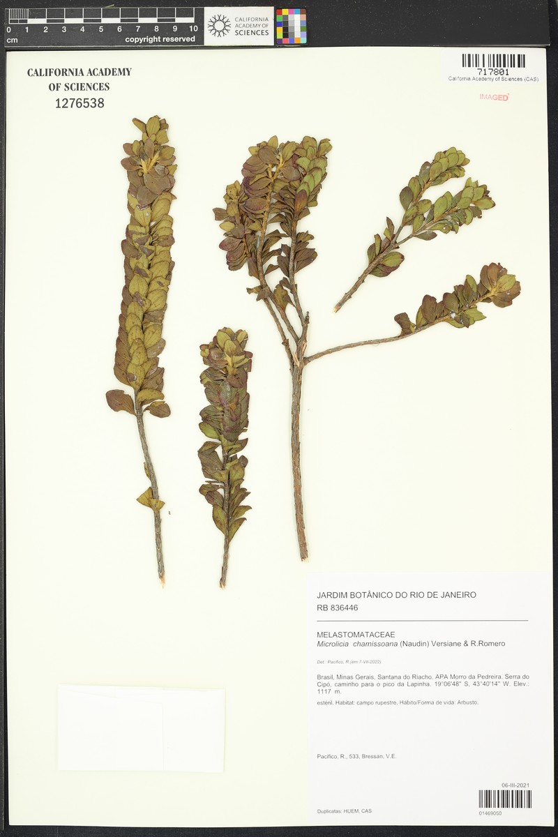 Microlicia chamissoana photo 2