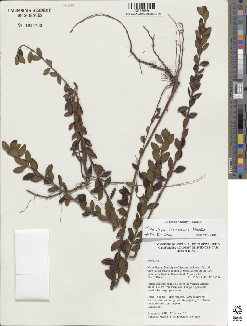 Microlicia chamissoana photo 3