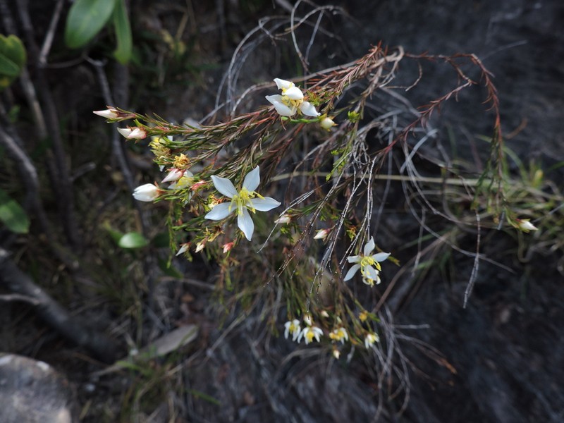 Microlicia chrysoglandulosa