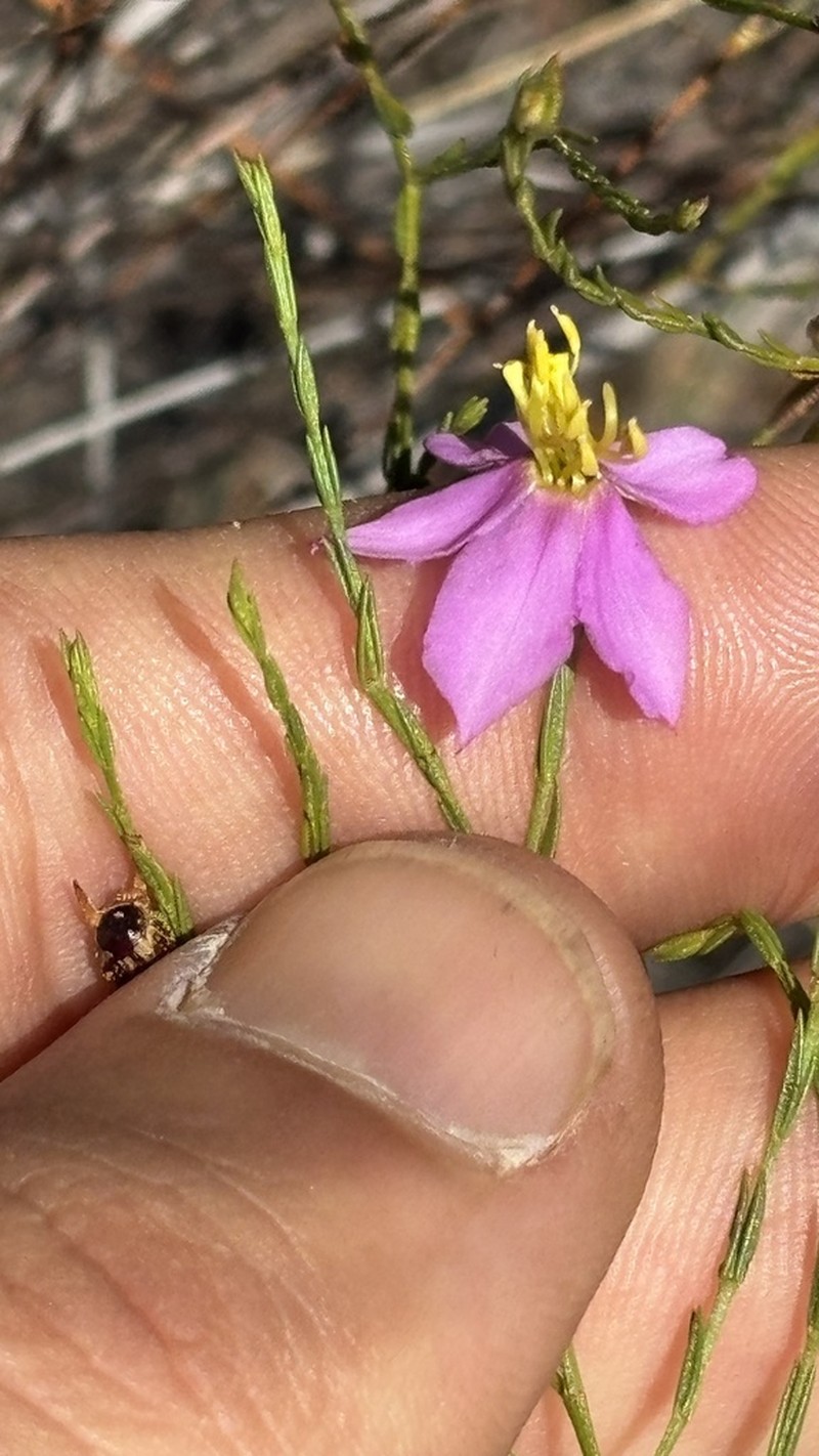 Microlicia chrysoglandulosa photo 2