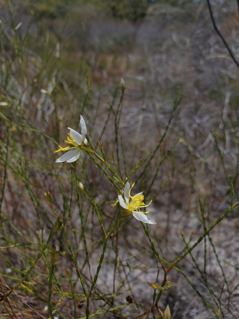 Microlicia chrysoglandulosa photo 3