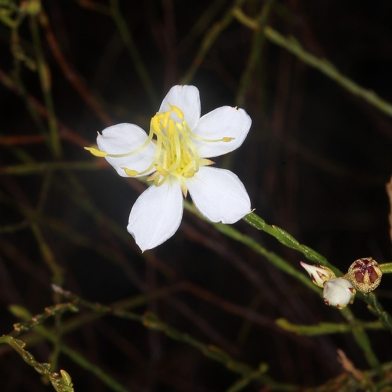 Microlicia chrysoglandulosa photo 4
