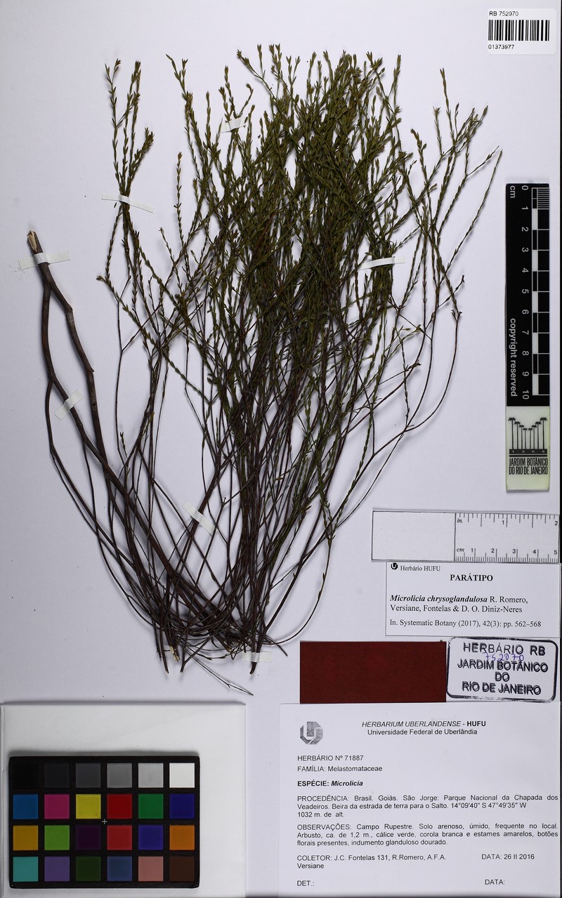 Microlicia chrysoglandulosa photo 6