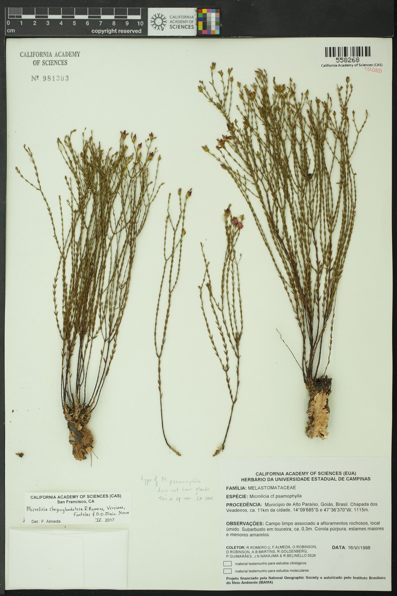 Microlicia chrysoglandulosa photo 8