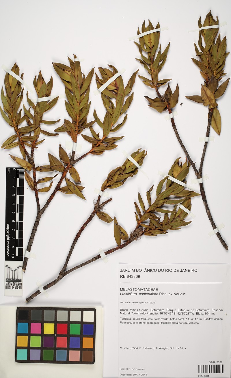 Microlicia congestiflora