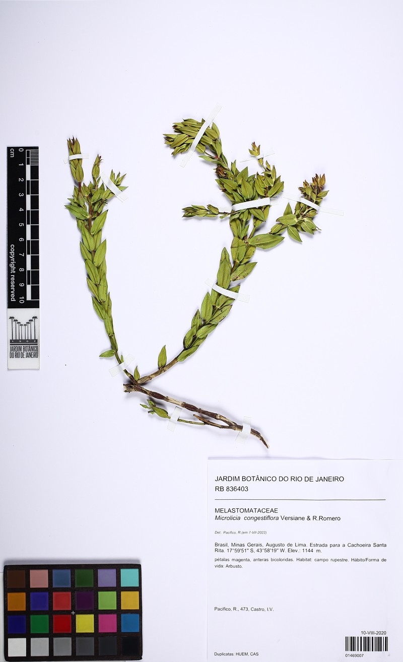 Microlicia congestiflora photo 2