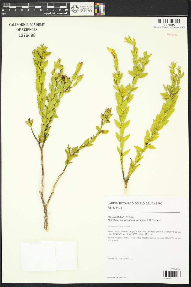 Microlicia congestiflora photo 3