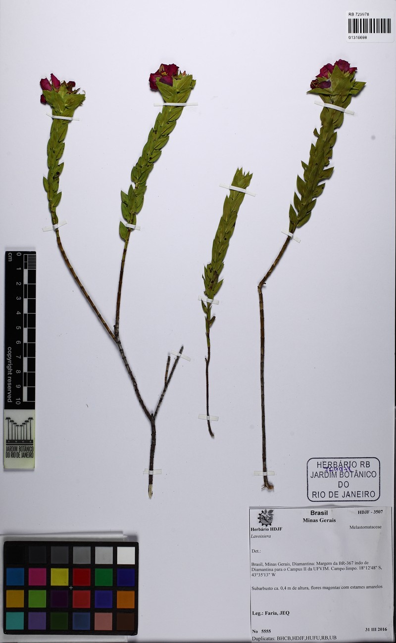 Microlicia congestiflora photo 4