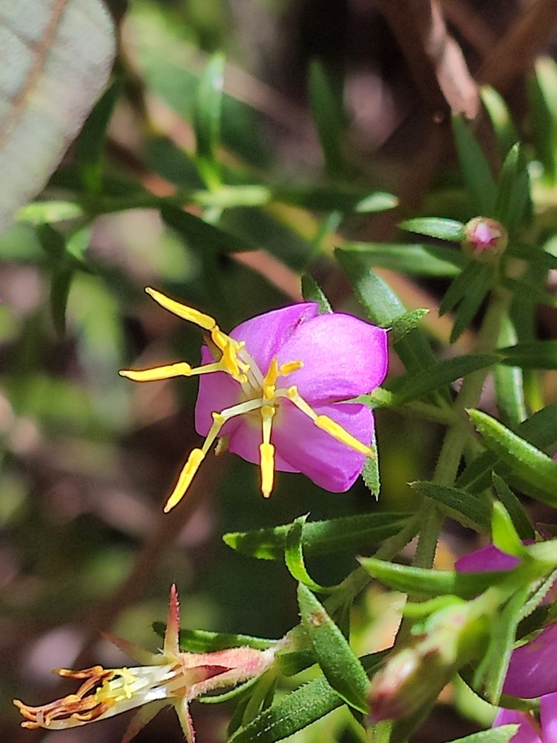 Microlicia consimilis