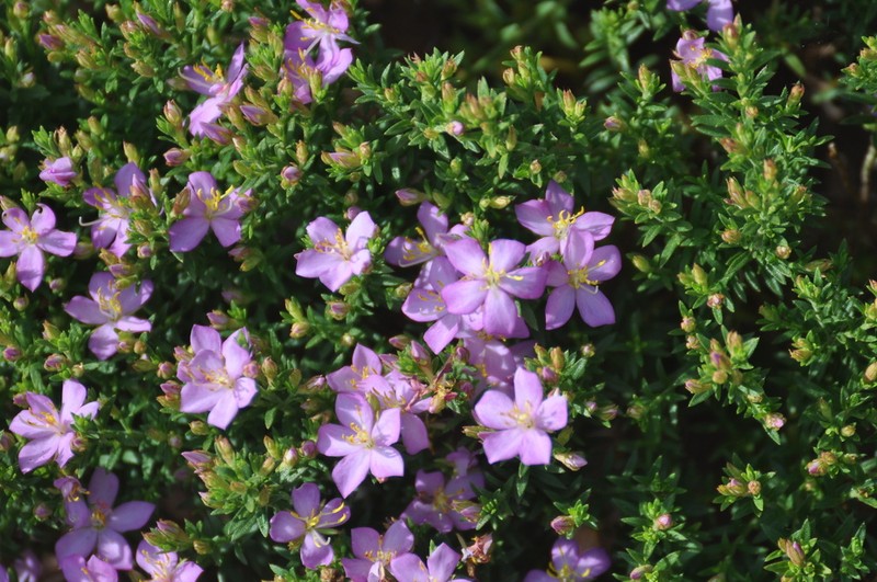 Microlicia consimilis photo 2