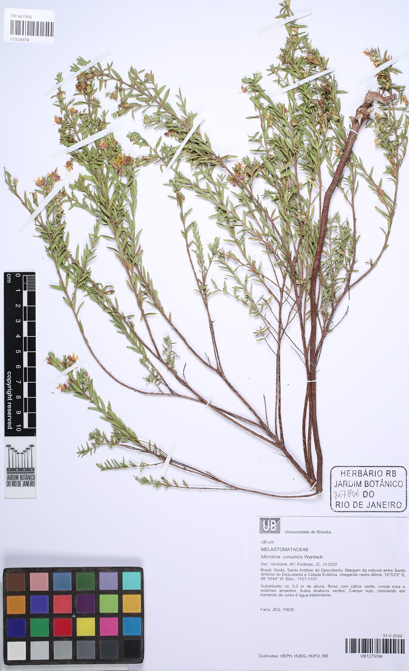 Microlicia consimilis photo 3