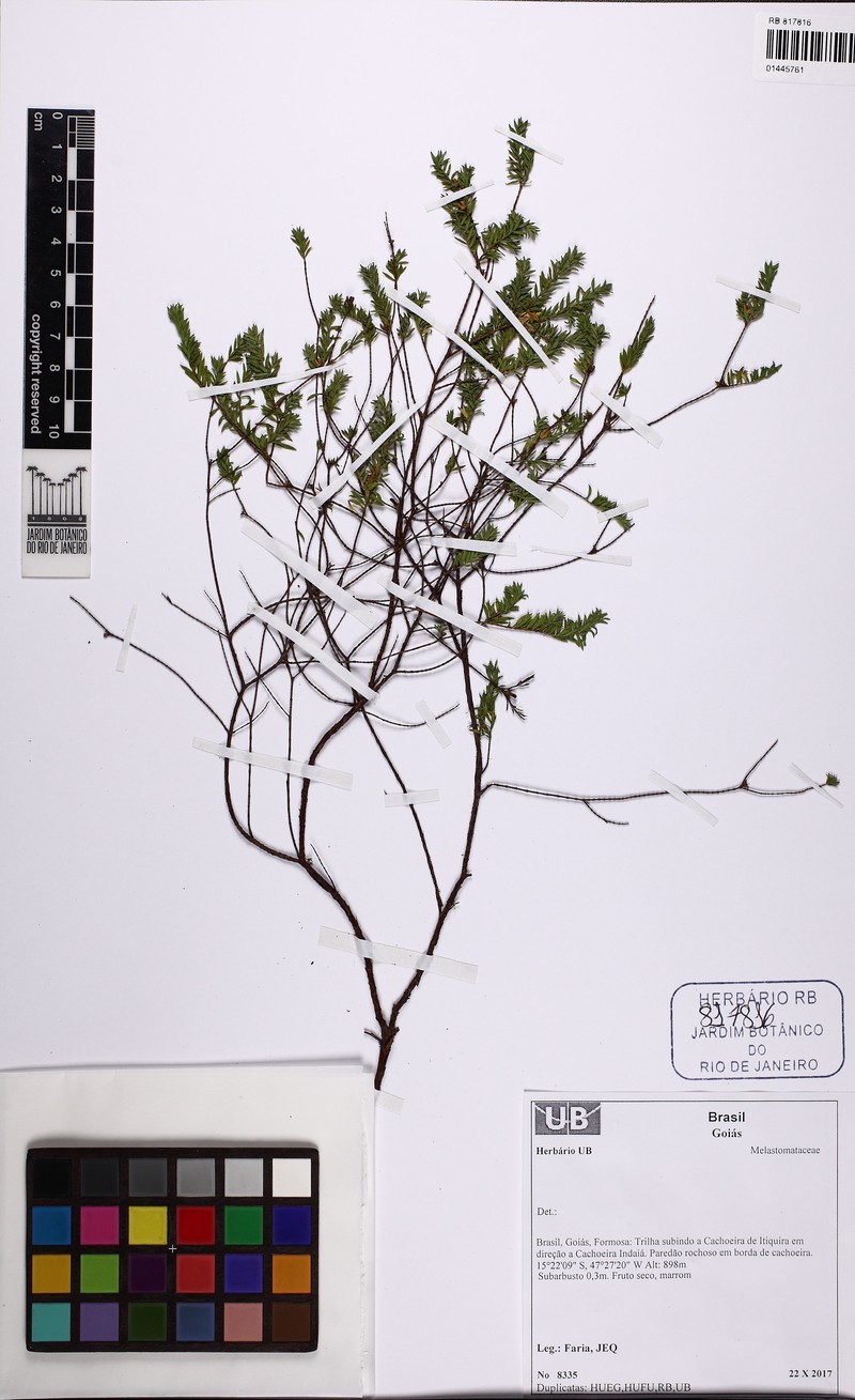 Microlicia consimilis photo 4