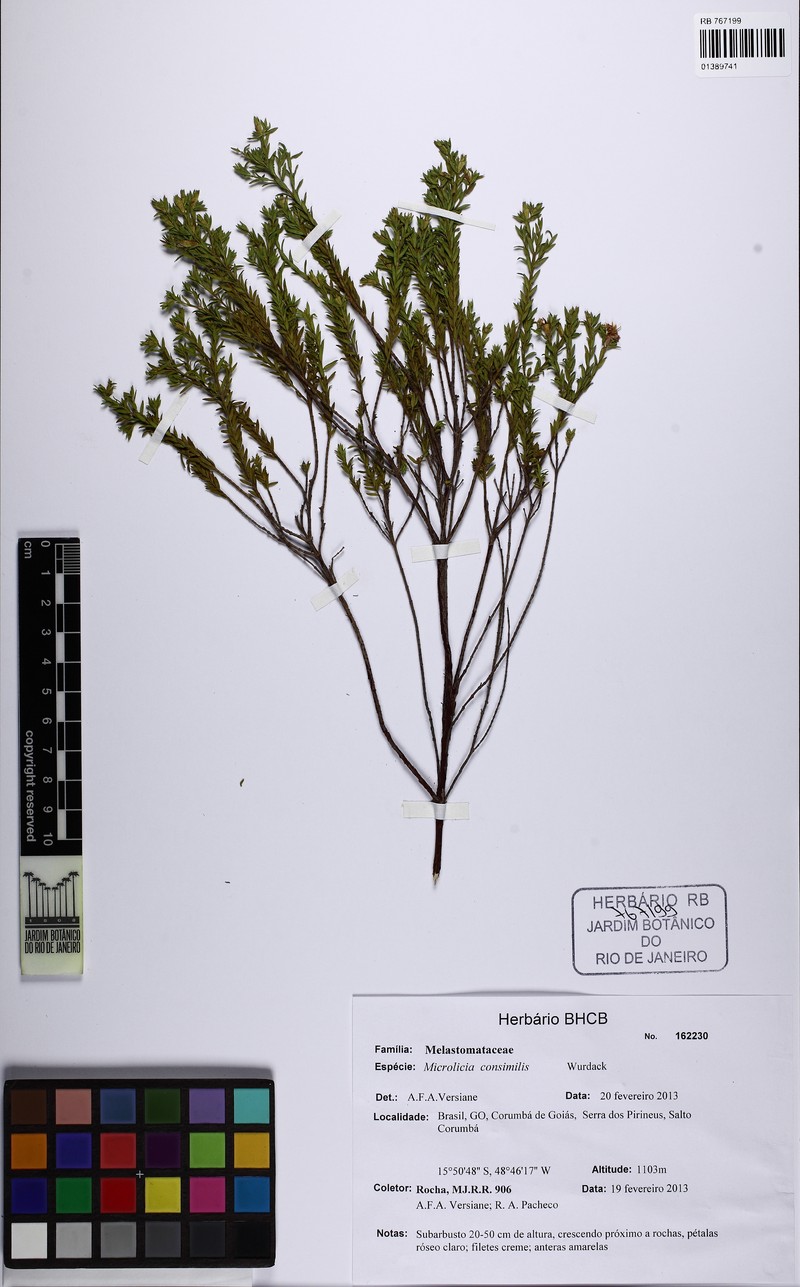 Microlicia consimilis photo 5