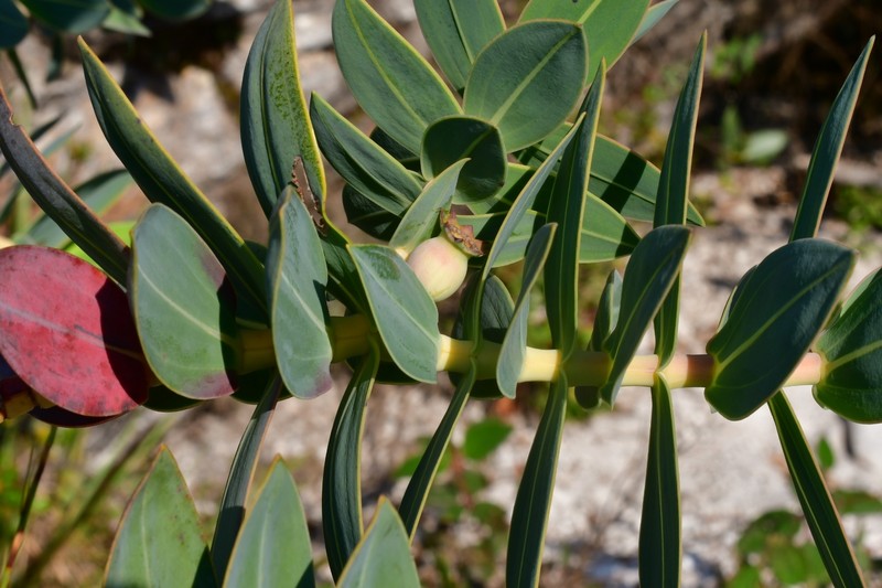Microlicia cordifolia