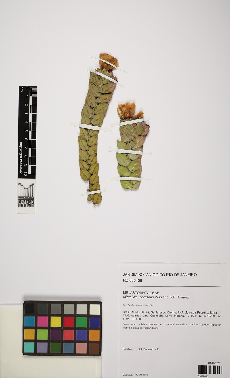 Microlicia cordifolia photo 2