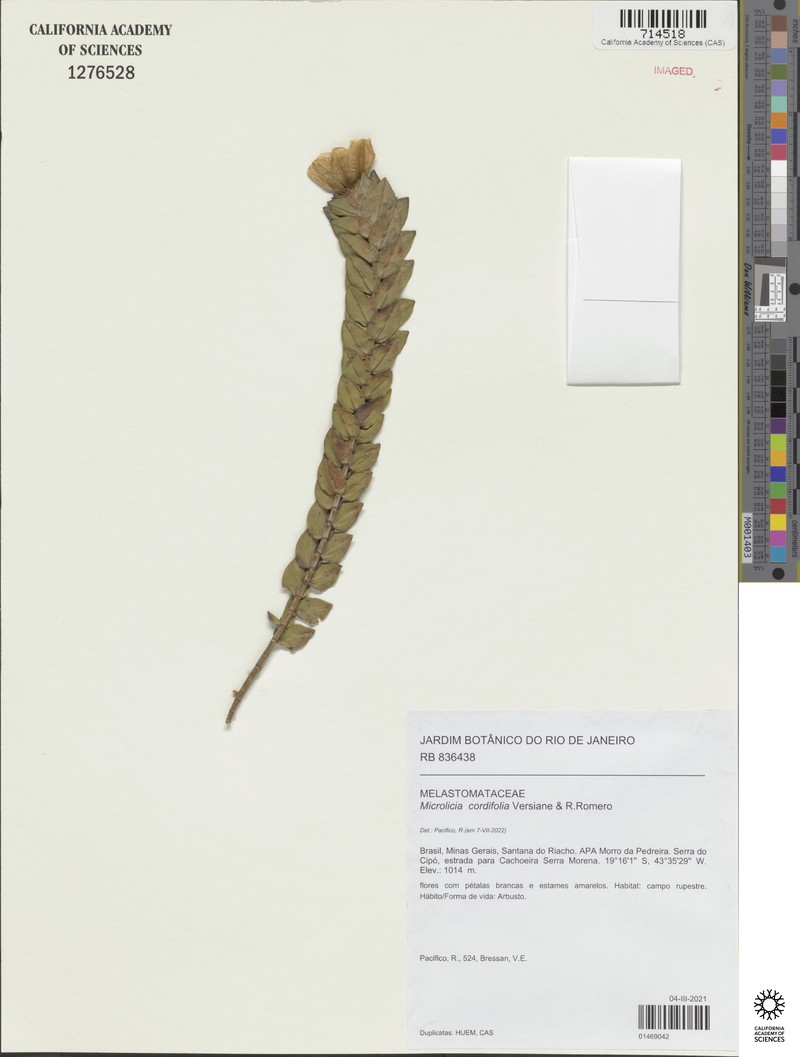 Microlicia cordifolia photo 3