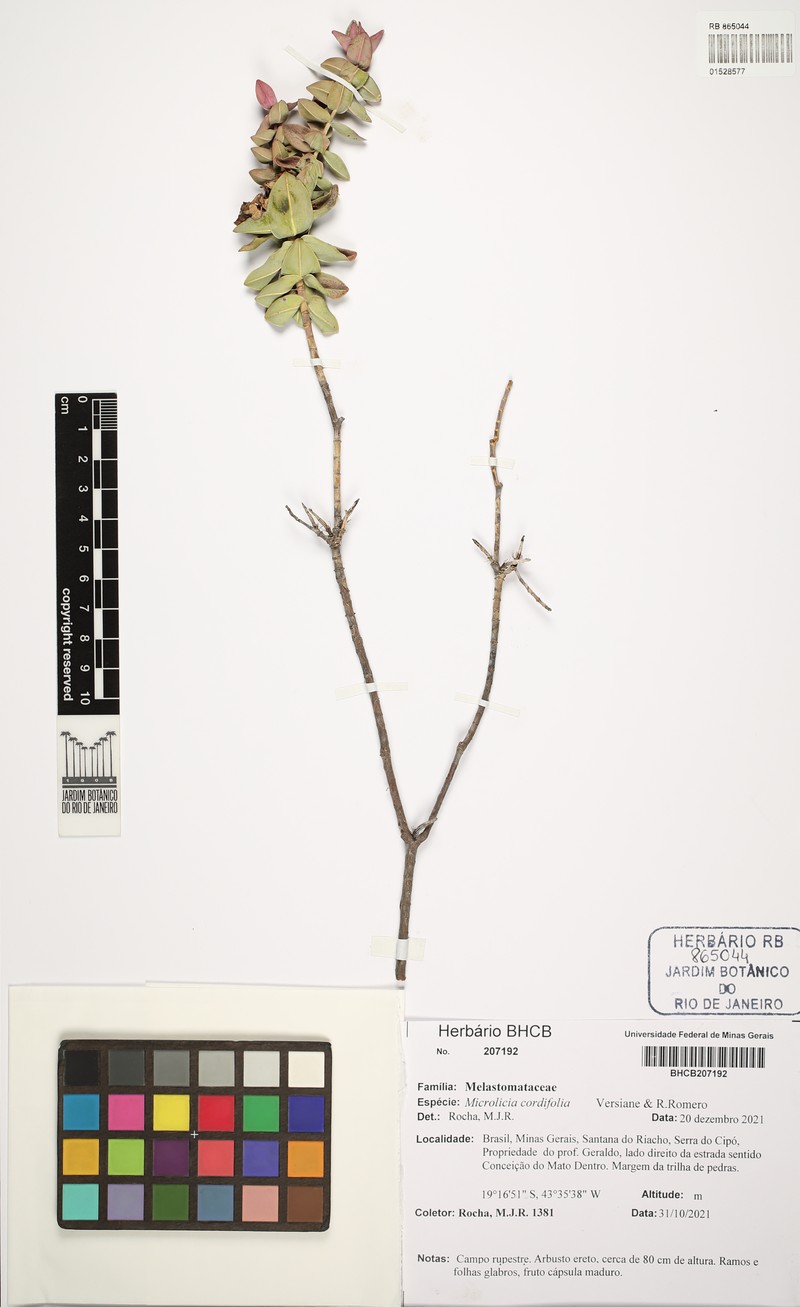 Microlicia cordifolia photo 4