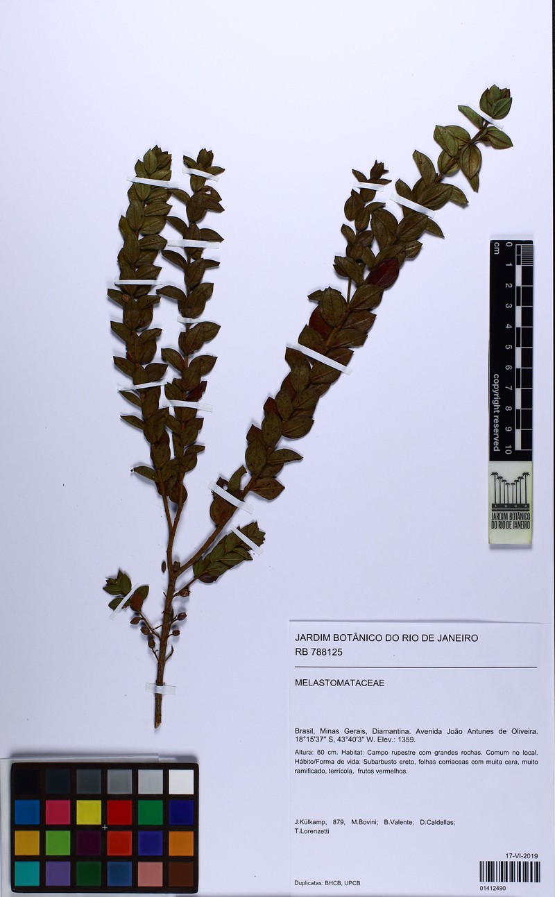 Microlicia coriacea