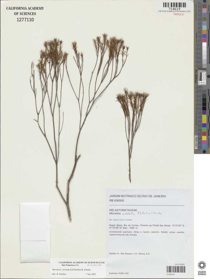 Microlicia coronata