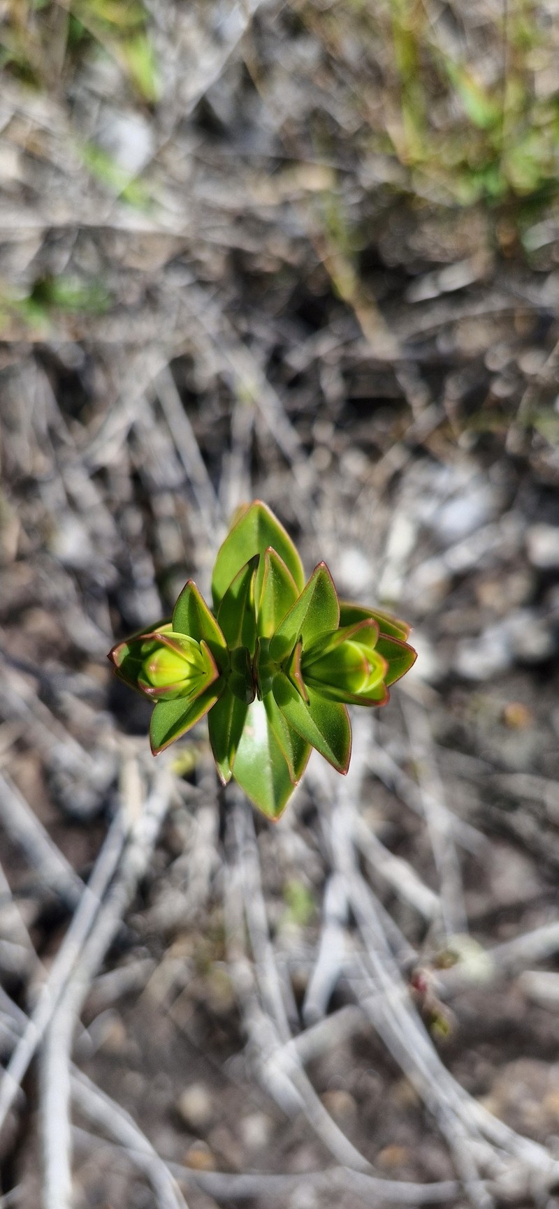 Microlicia crassifolia