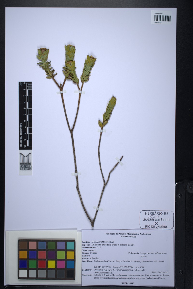 Microlicia crassifolia photo 2