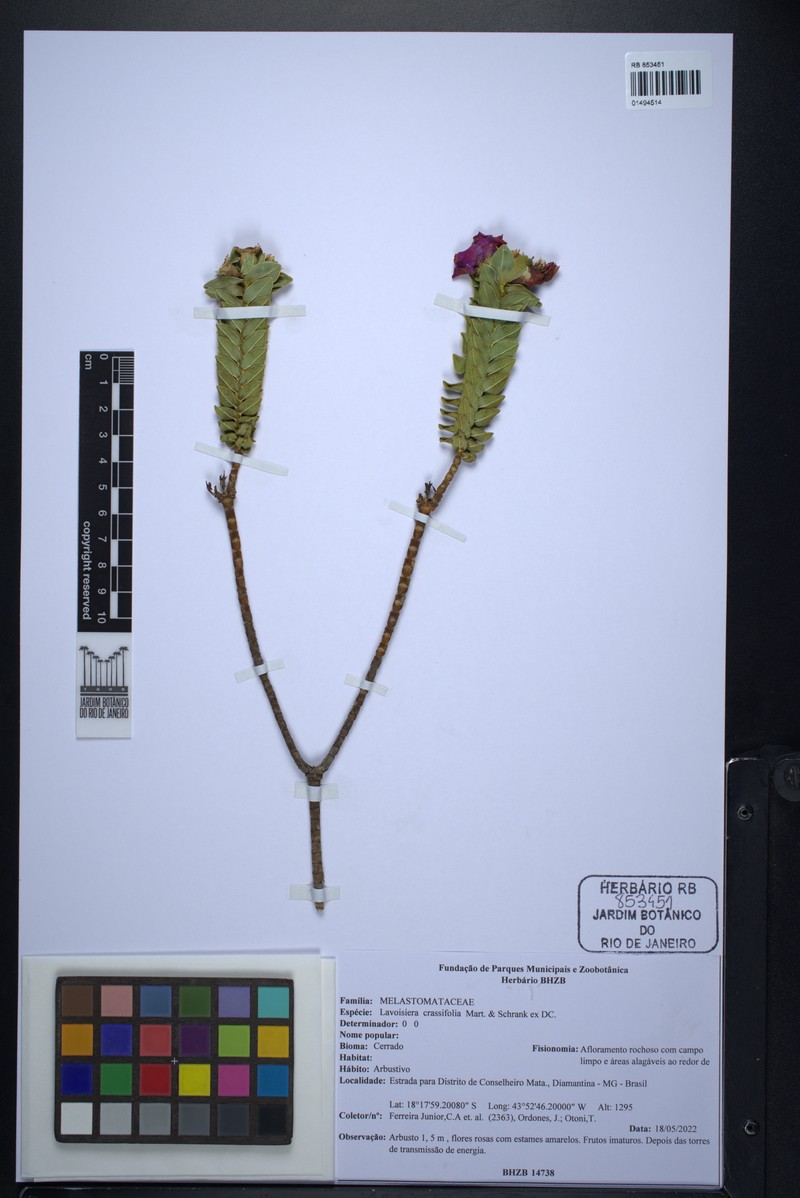 Microlicia crassifolia photo 3