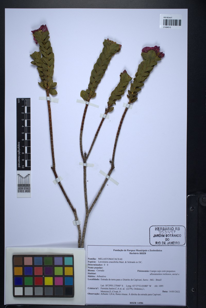Microlicia crassifolia photo 4