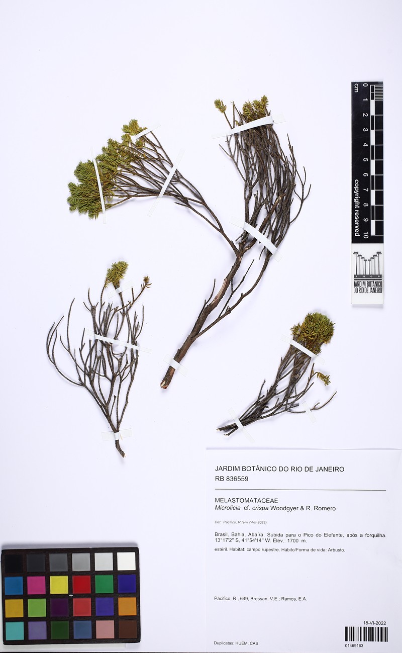 Microlicia crispa