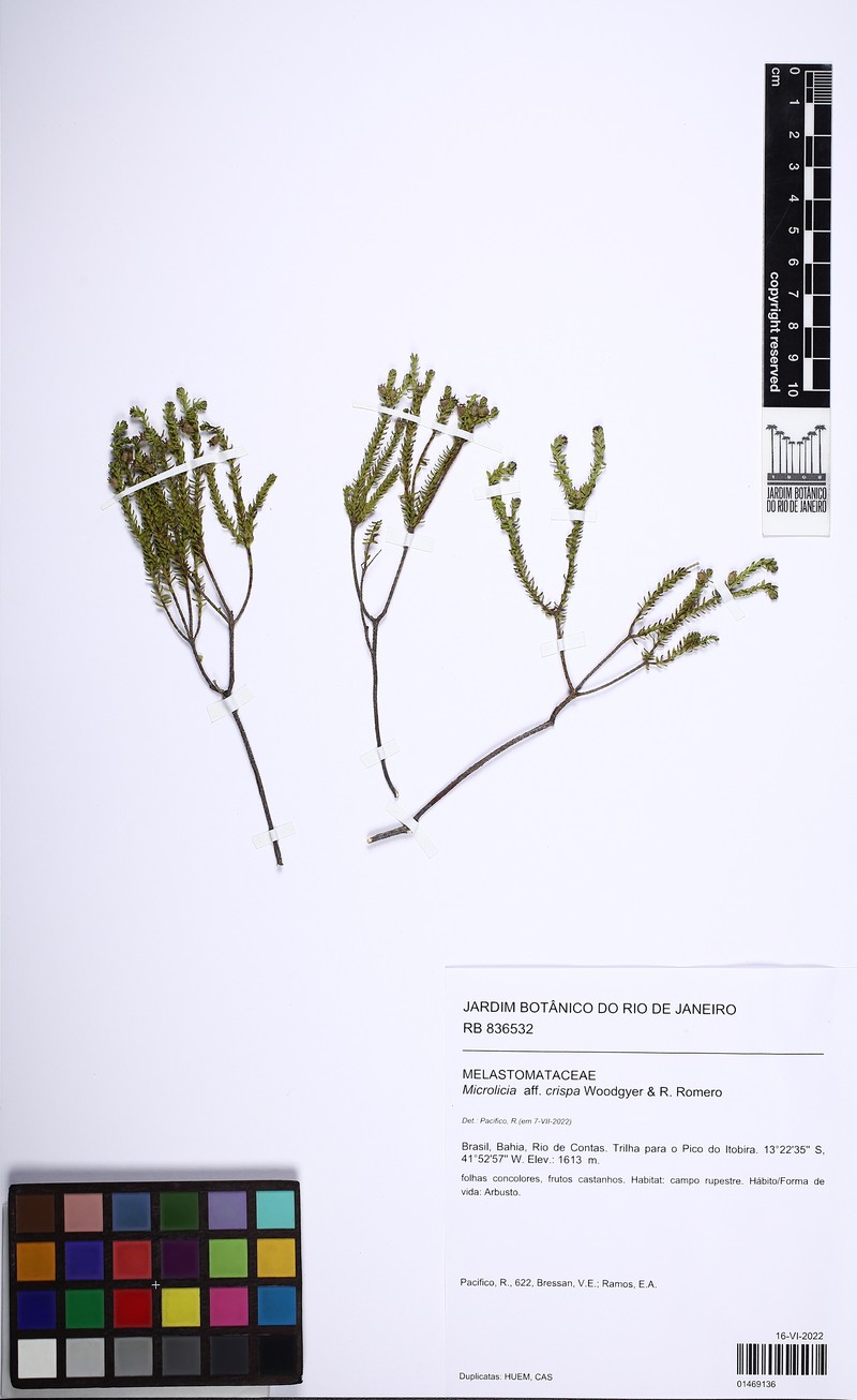 Microlicia crispa photo 2