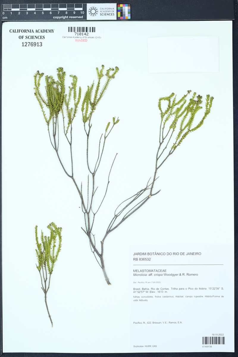 Microlicia crispa photo 3