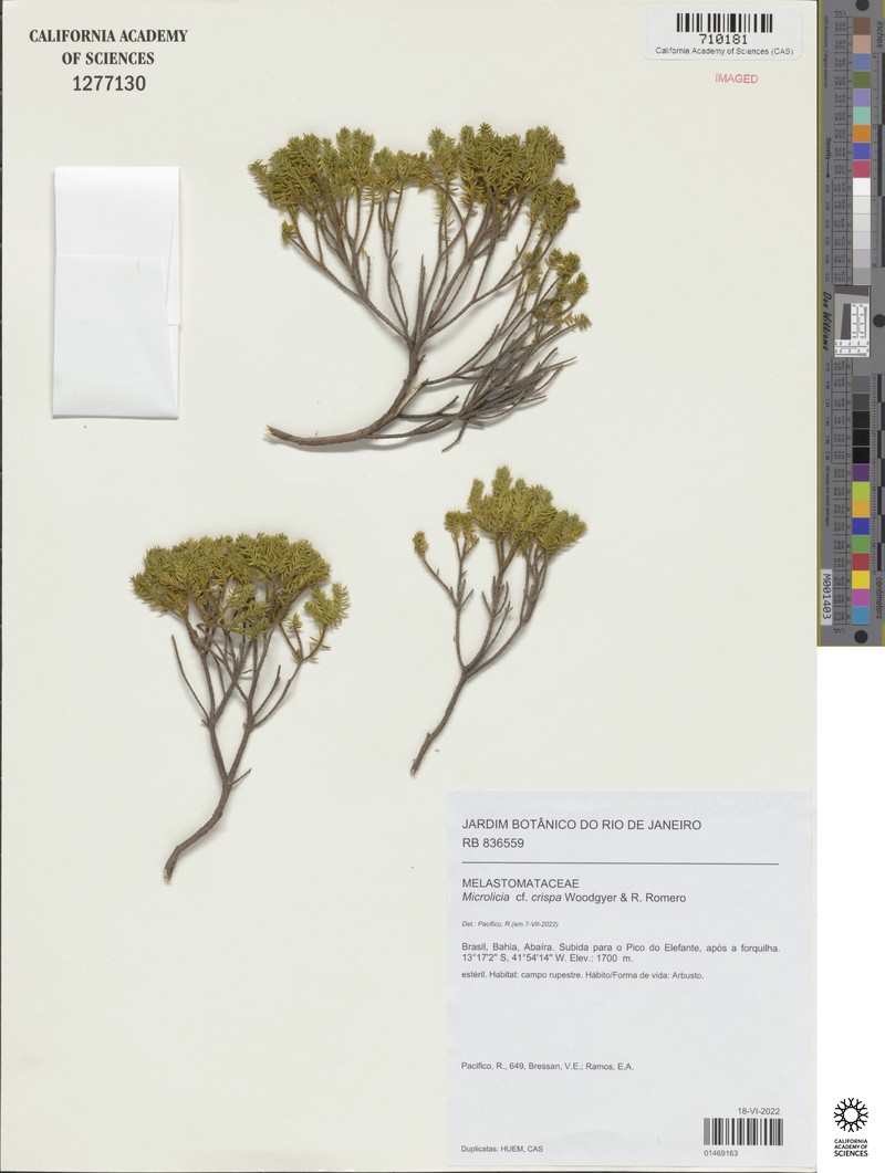 Microlicia crispa photo 4