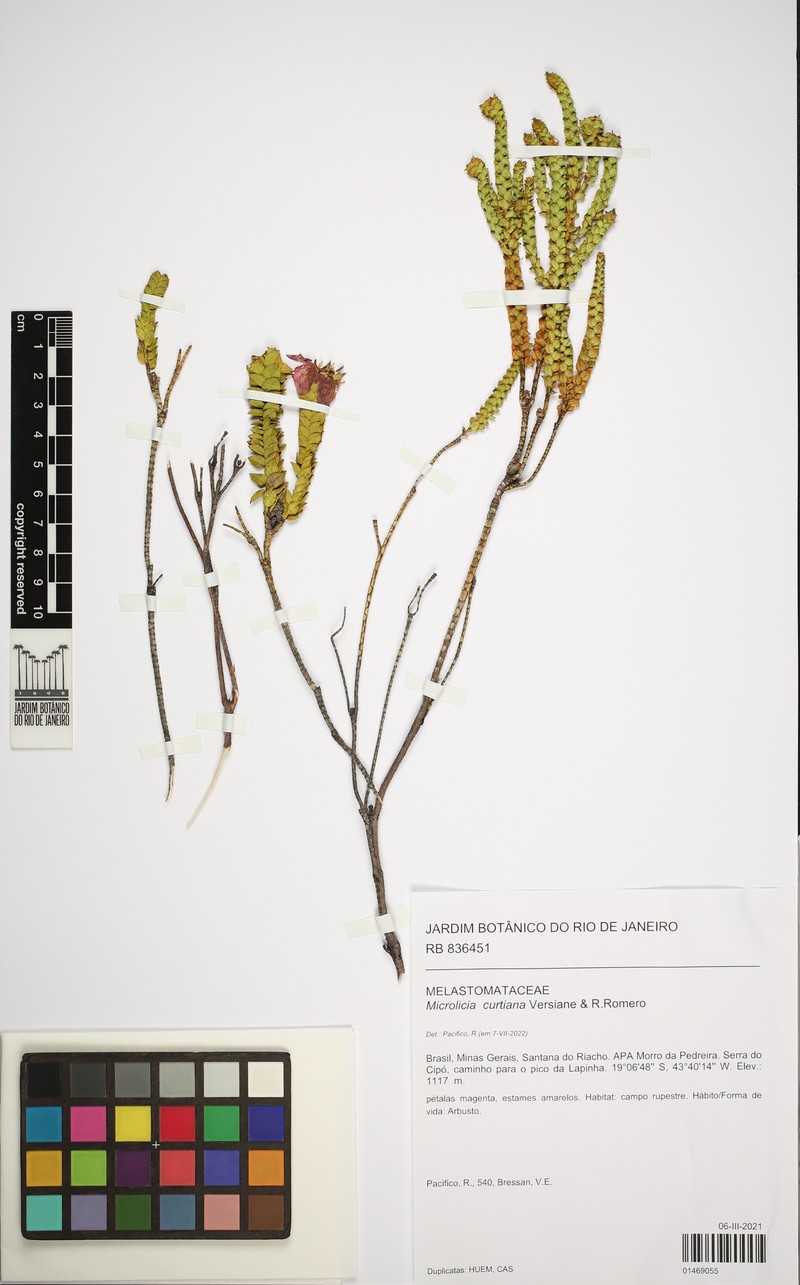 Microlicia curtiana