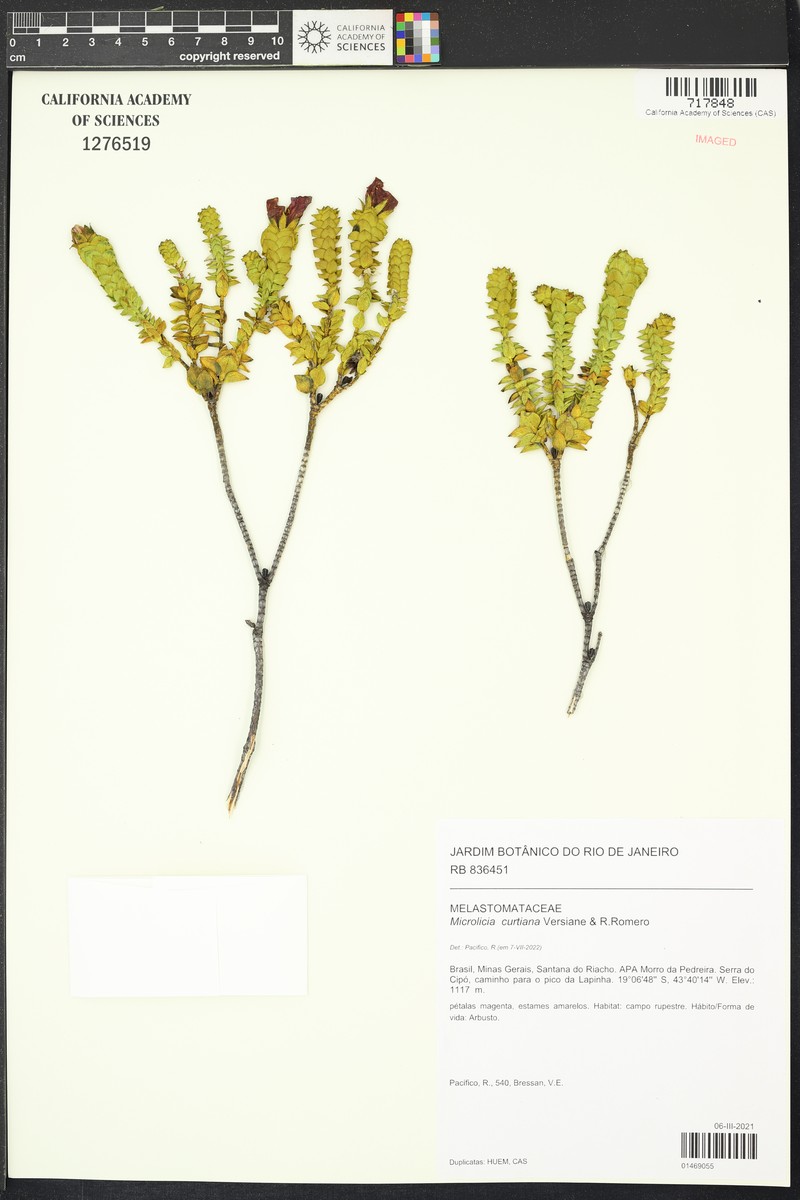 Microlicia curtiana photo 2