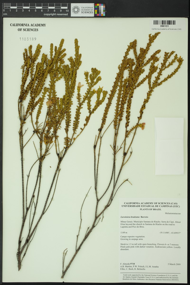 Microlicia curtiana photo 3