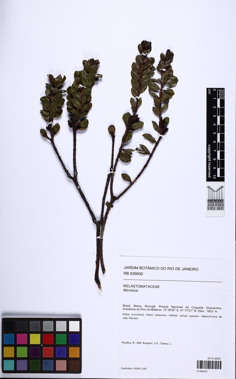 Microlicia daneui