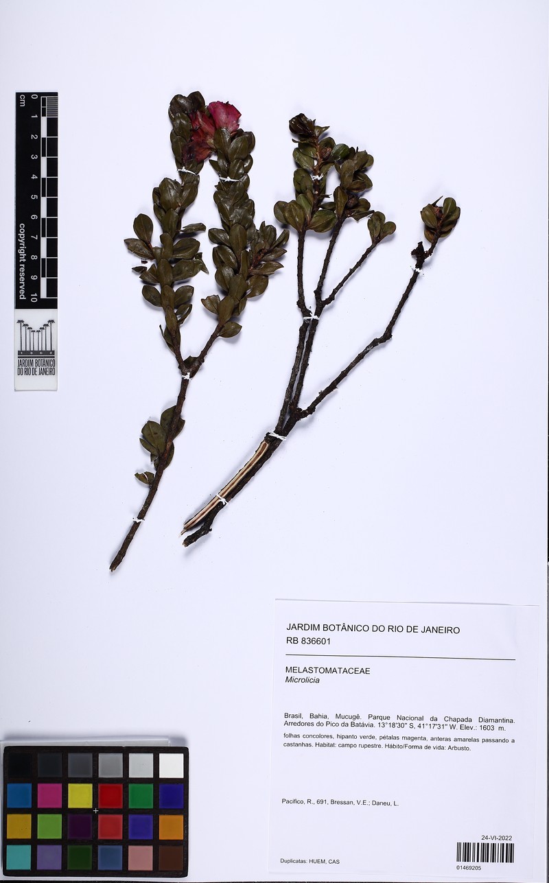Microlicia daneui photo 2