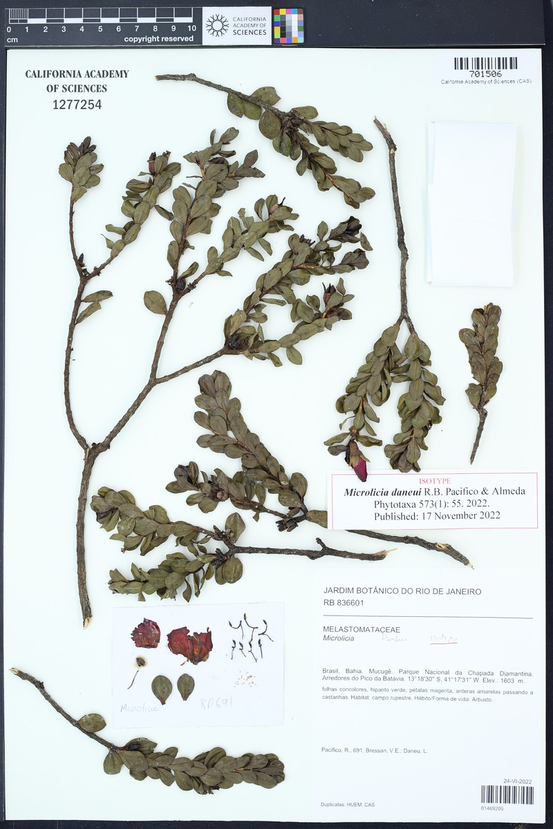 Microlicia daneui photo 3
