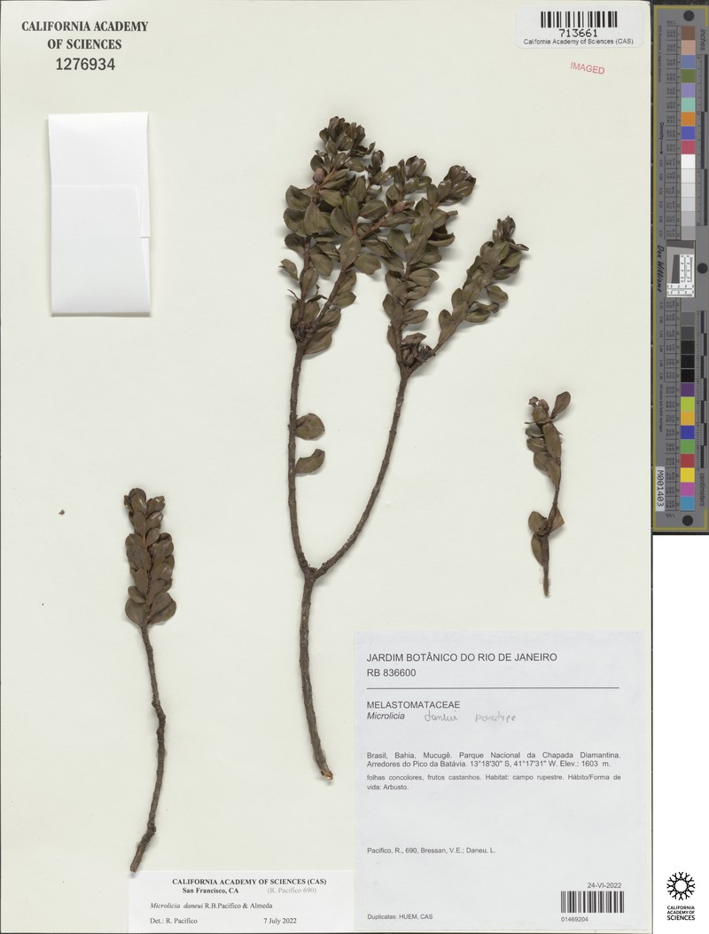 Microlicia daneui photo 4