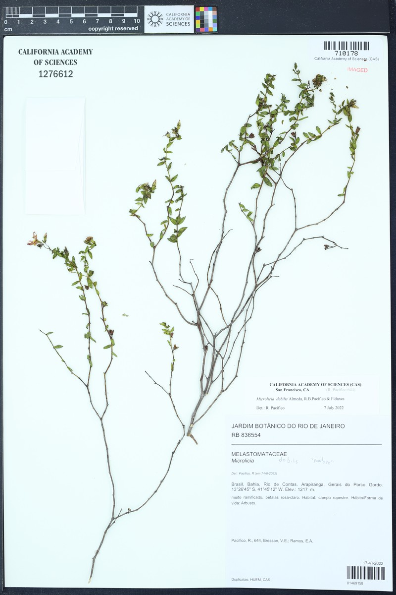 Microlicia debilis