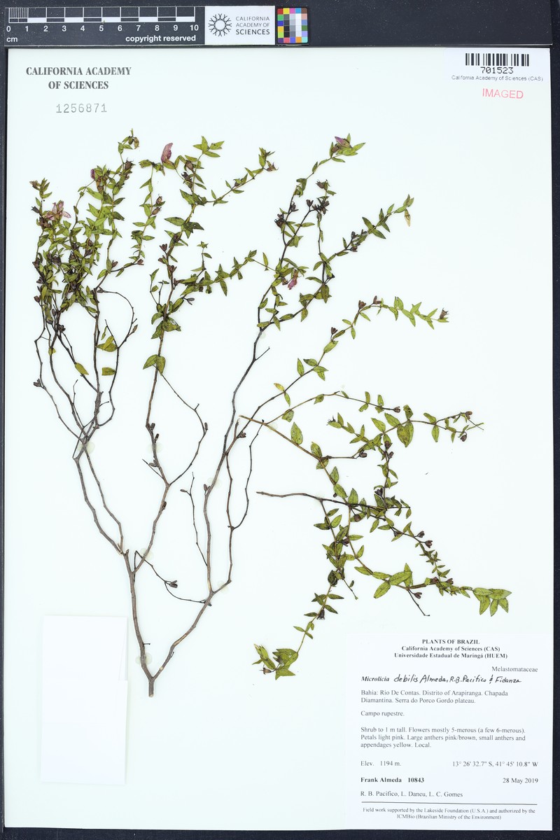 Microlicia debilis photo 2