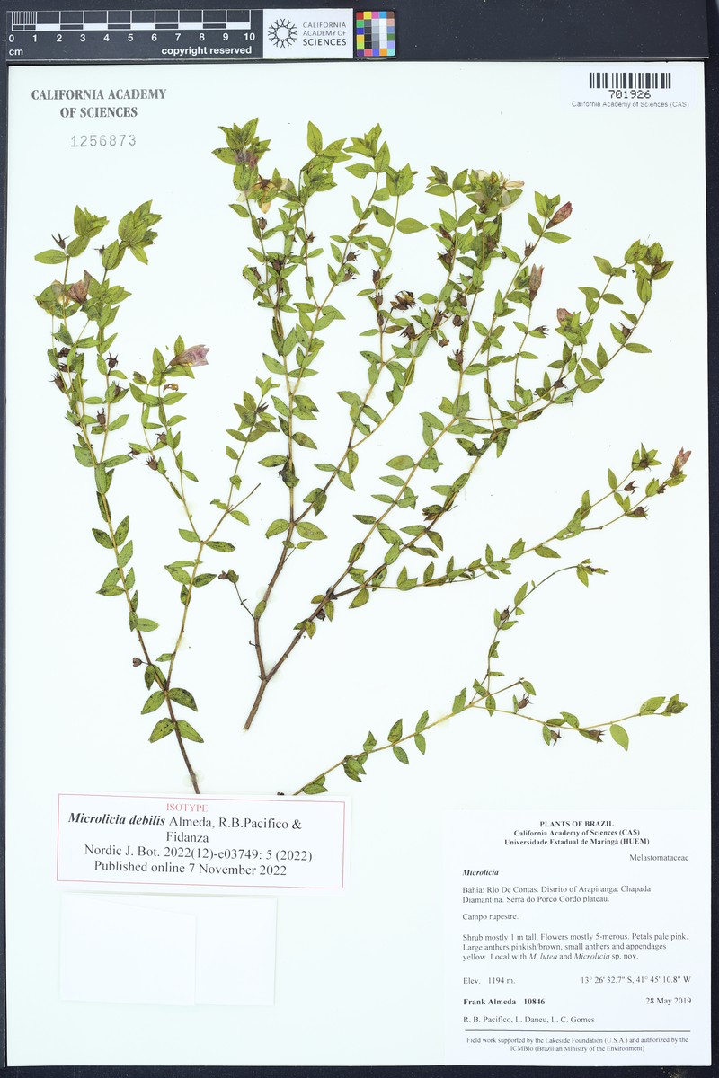 Microlicia debilis photo 3