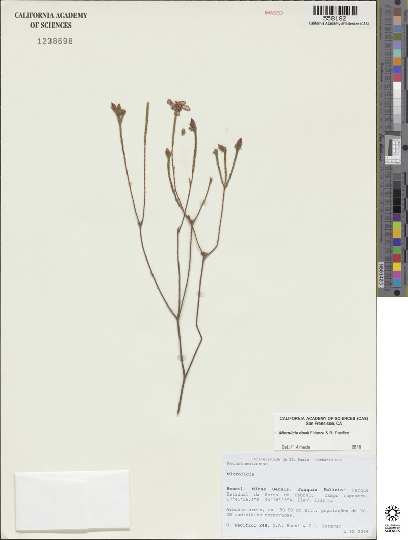 Microlicia donii
