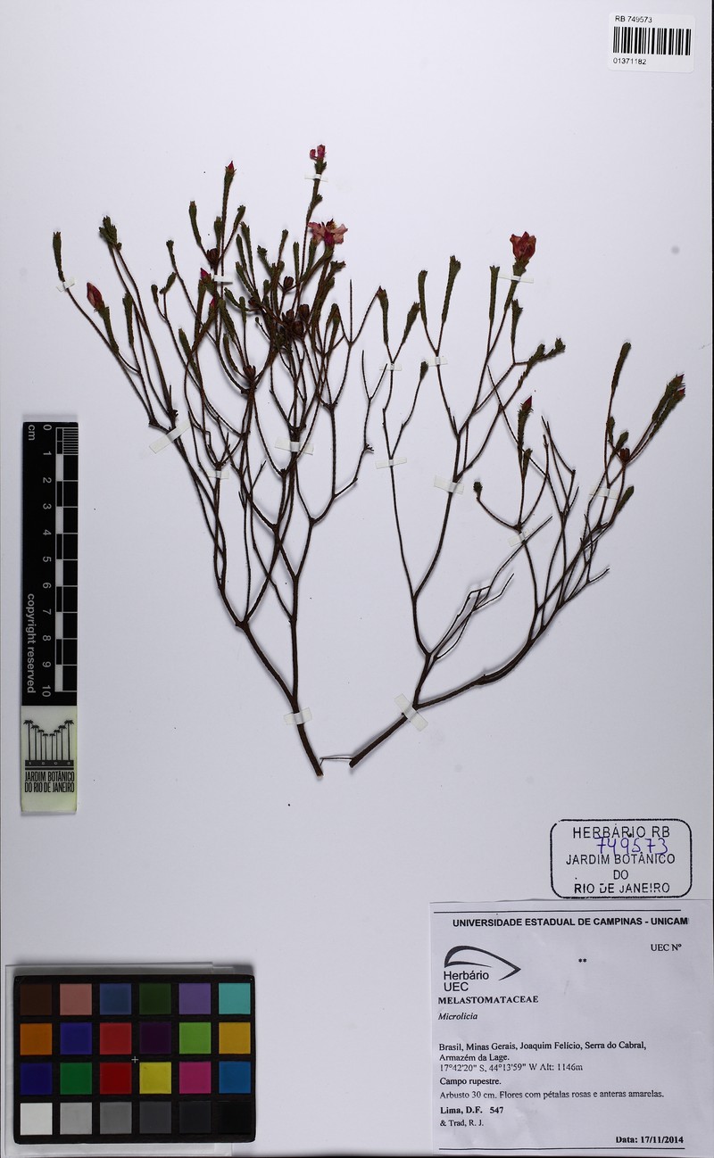 Microlicia donii photo 2