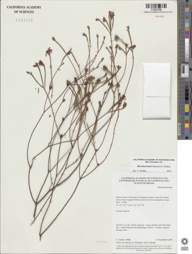 Microlicia donii photo 3