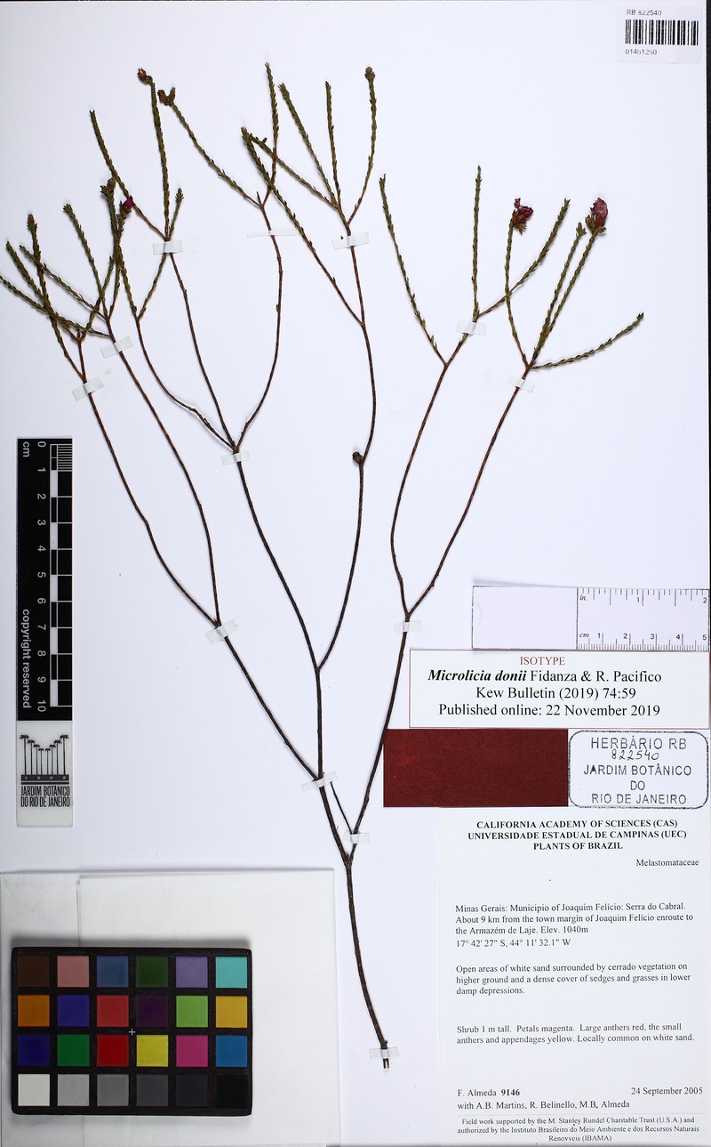 Microlicia donii photo 4