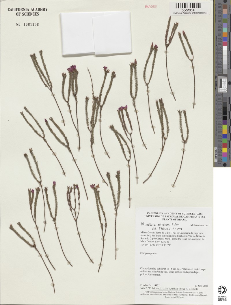 Microlicia ericoides photo 2