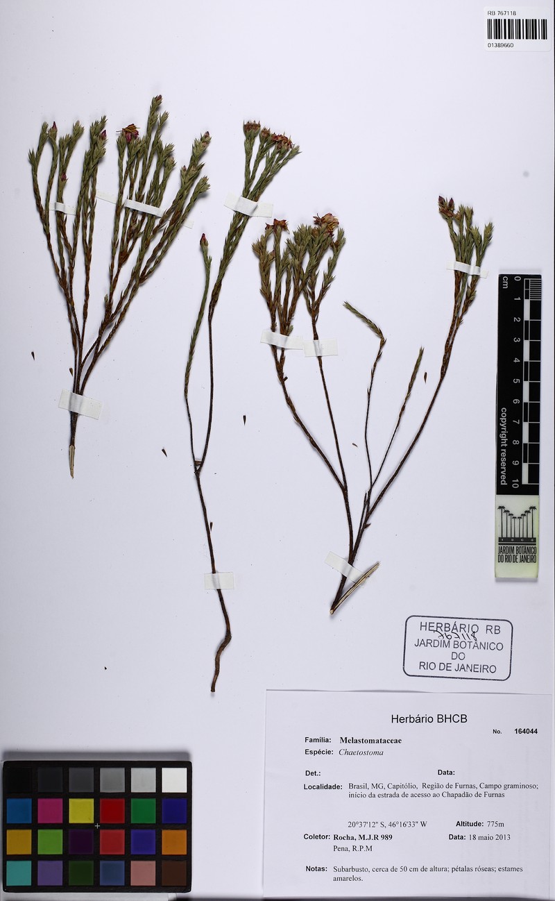 Microlicia fastigiata photo 2