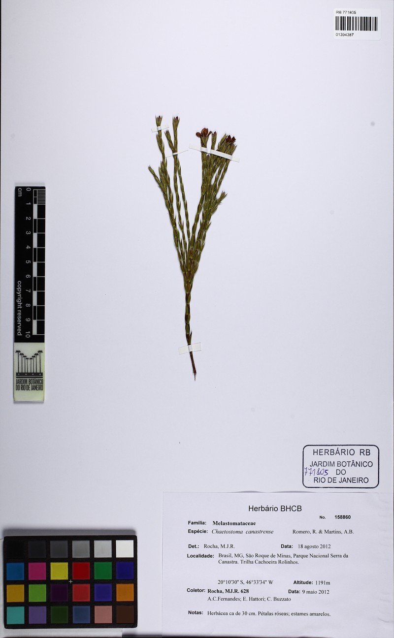 Microlicia fastigiata photo 3