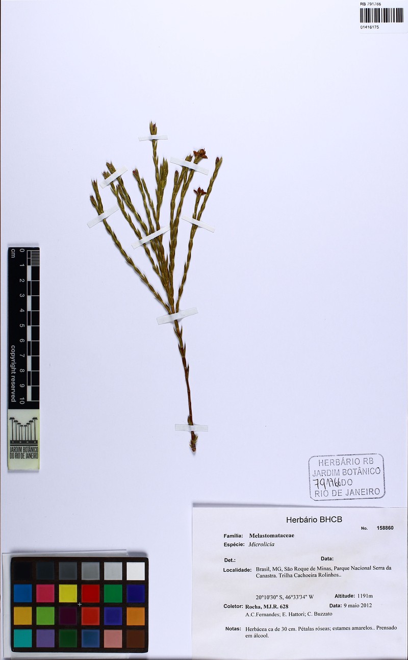 Microlicia fastigiata photo 4