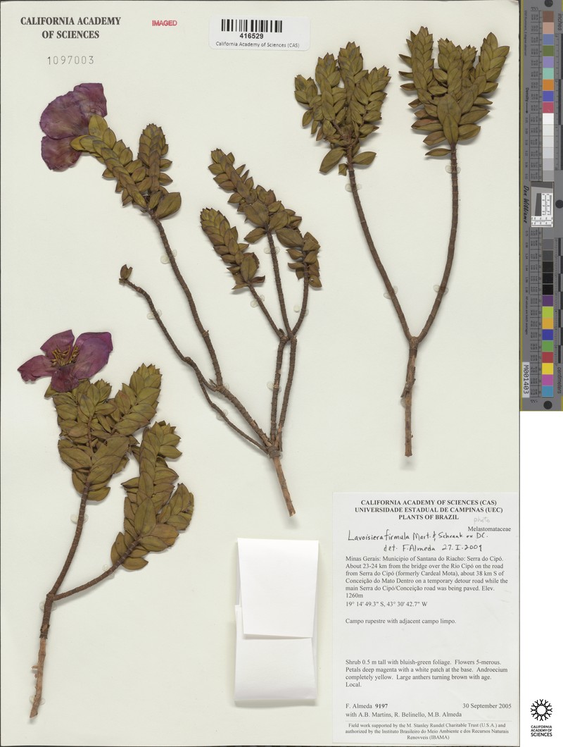 Microlicia firmula